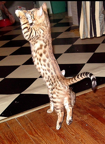 Cat jump!