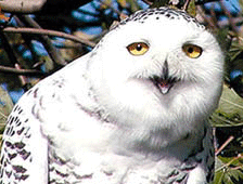 bummerowl.png