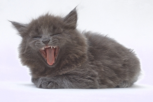 yawningcat.jpg